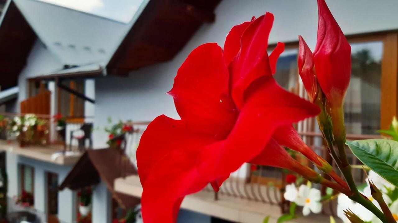 Pokoje Do Wynajecia U Lusi Kroscienko nad Dunajcem Ngoại thất bức ảnh